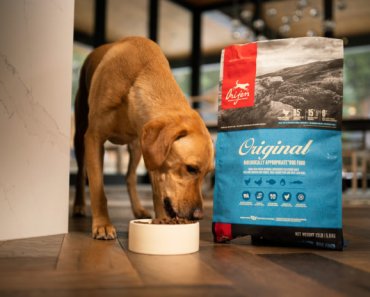 High-protein diets for pets – why quality and source matters