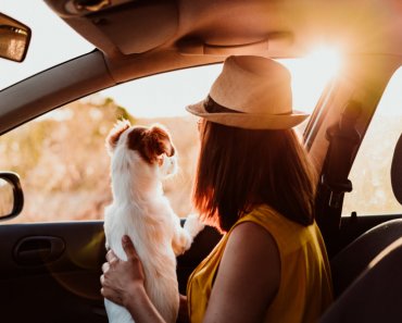 How to get out and about with your dog safely this summer