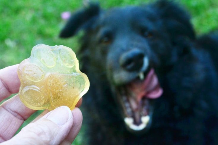Broth Gummies for Dogs