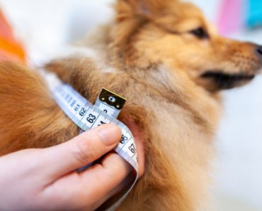 Obesity in dogs and cats