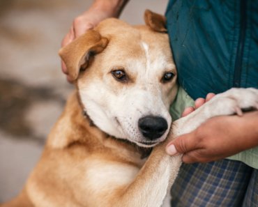 Providing pandemic aid to animal shelters