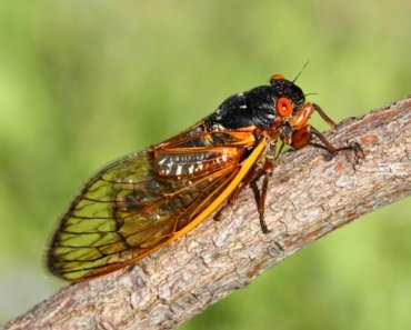 Should I Let My Dog Eat Cicadas?