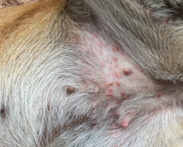 What’s causing your dog’s belly rash?