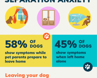 Worried About Separation Anxiety When You Return to Work?