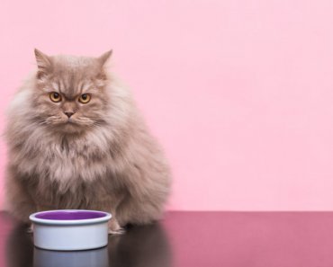 Your cat’s microbiome