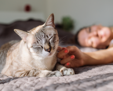 A veterinary view on the benefits of cat pheromones