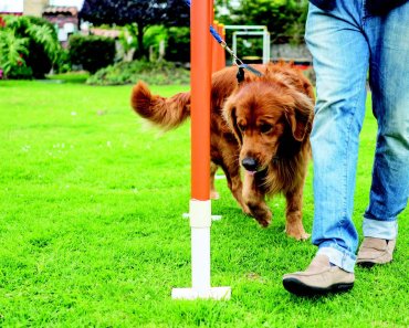Dog Sports to Help Build Your Bond