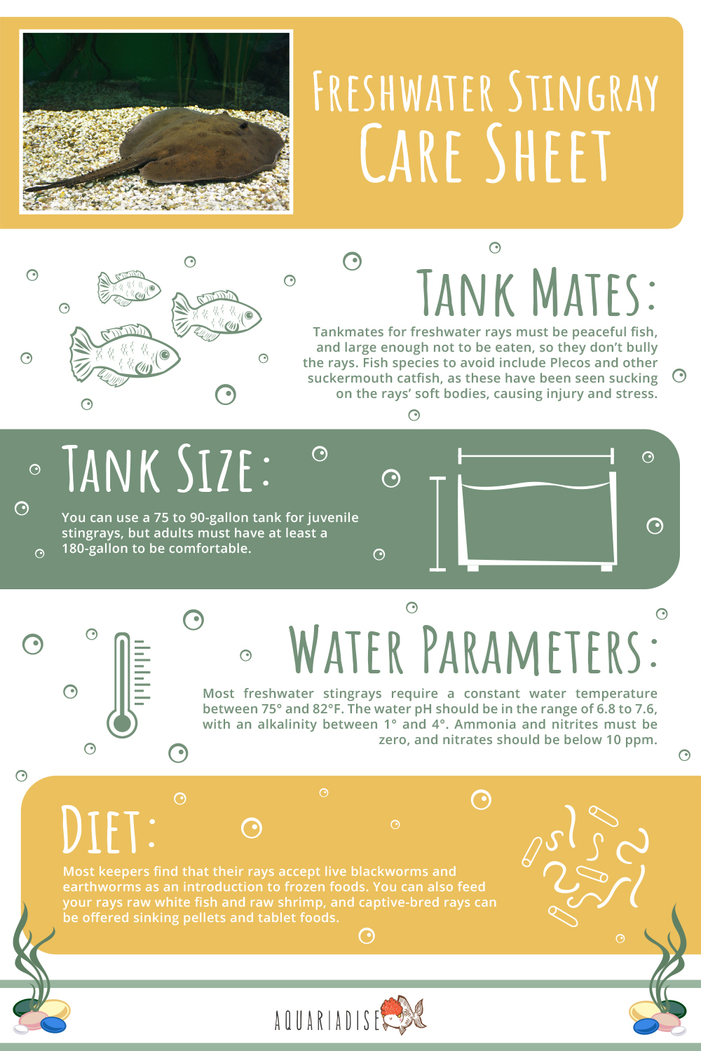 Freshwater Stingray Infographic 