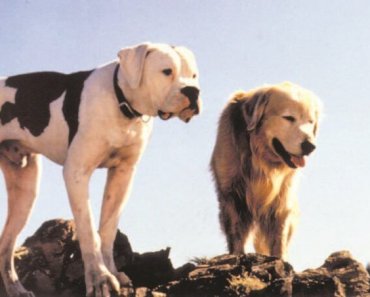 Movies Your Dog Wants to Watch Now
