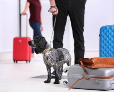 Moving pets overseas with the help of an app