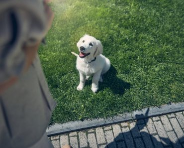 Positive Reinforcement: The Scientifically-Backed Way to Successfully Train Your Dog