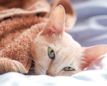 Seizures in cats: what pet parents need to know