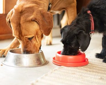 Switching Dog Food: What You Should Know