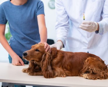 Vaccinating your adult dog or cat: what you need to consider