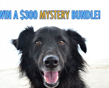 Win a $300 Mystery Bundle for Dog Lovers!