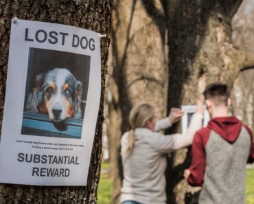 3 ways to get your community’s help finding a missing pet