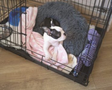 Crate Training for All Ages