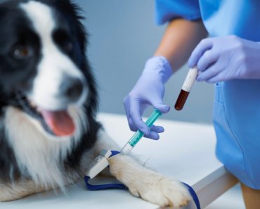 Does your dog have osteoarthritis?