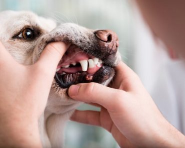 Homeopathic help for your dog or cat’s dental problems