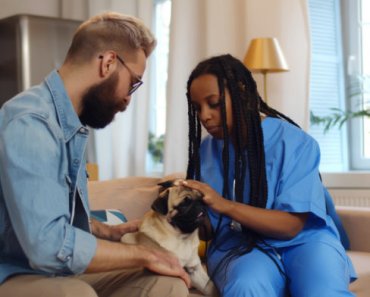 How managing your dog or cat’s emotional state takes the stress out of vet visits