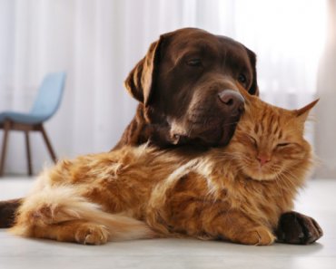 How to support your pet’s gut health when they need antibiotics