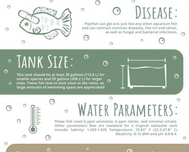 Pipefish Care Guide