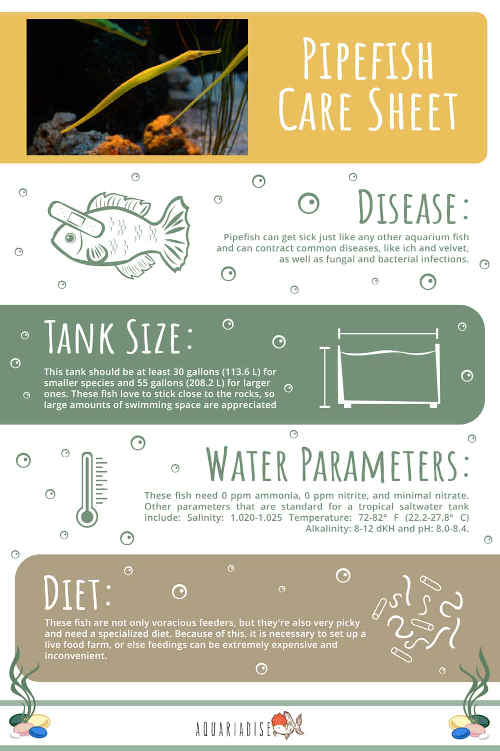 Pipefish Care Sheet Infographic