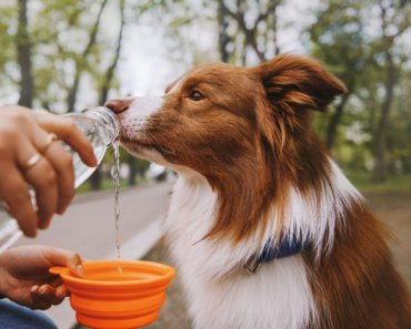 The basics of canine hydration: what dogs need and why
