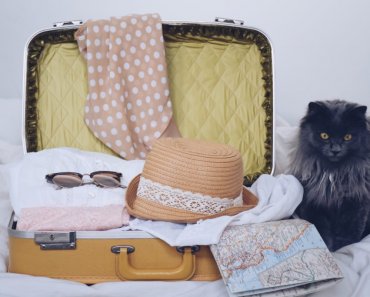 Time for a Summer Vacation? Here’s How to Settle Travel Anxiety in Pets