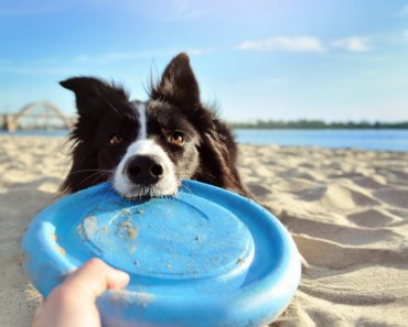 Top tips for safe summer outings with your dog