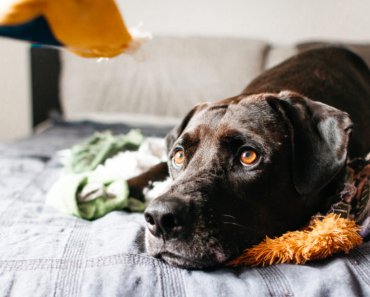 5 things you can do to ease pet anxiety