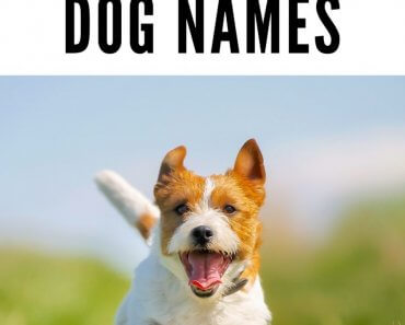 900+ Boy Dog Names for Your Good Boy