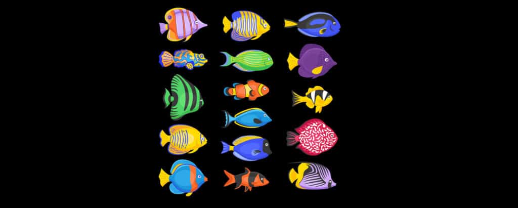 Saltwater Tropical Fish Species