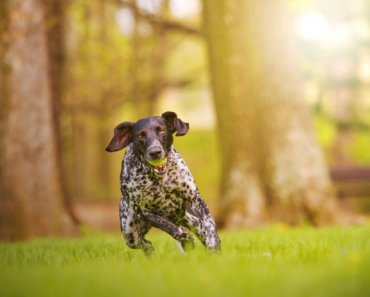 Supplements to support your dog’s joints