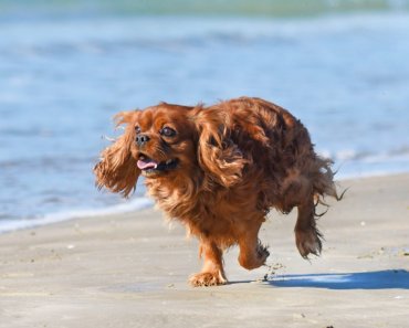 Ways to Pup Up Your Pet’s Exercise Routine