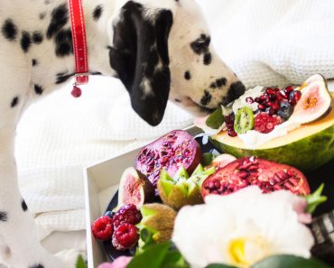 What Fruits Can Dogs Eat?