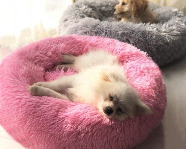 Win a Plush Pet Bed for Your Dog!
