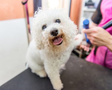 Compassionate dog grooming