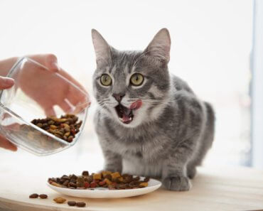 Does your cat have a food allergy — or a food intolerance?