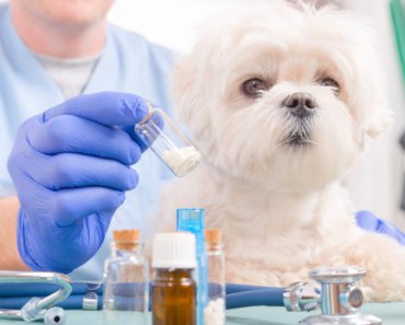 Homeopathy for your animal’s dental issues