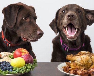 How to safely feed your dog a plant-based diet