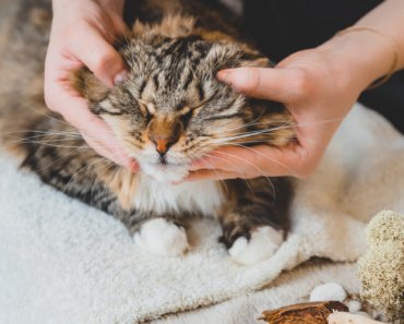 How Tui Na can help ease your cat’s arthritis