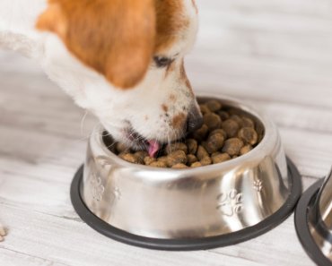 Is “meat meal” good for your dog?