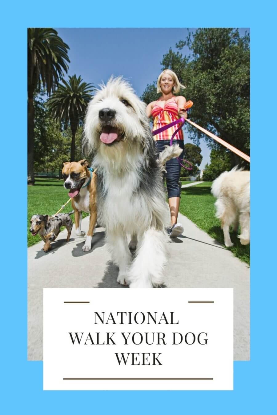 National Walk Your Dog Week