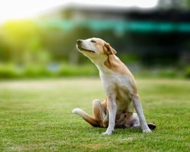 Tackling your dog or cat’s skin problems with nutrition and supplements