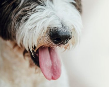 What you need to know about bad breath in dogs