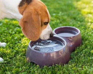 Why You Should Watch Your Dog’s Water Intake Habits