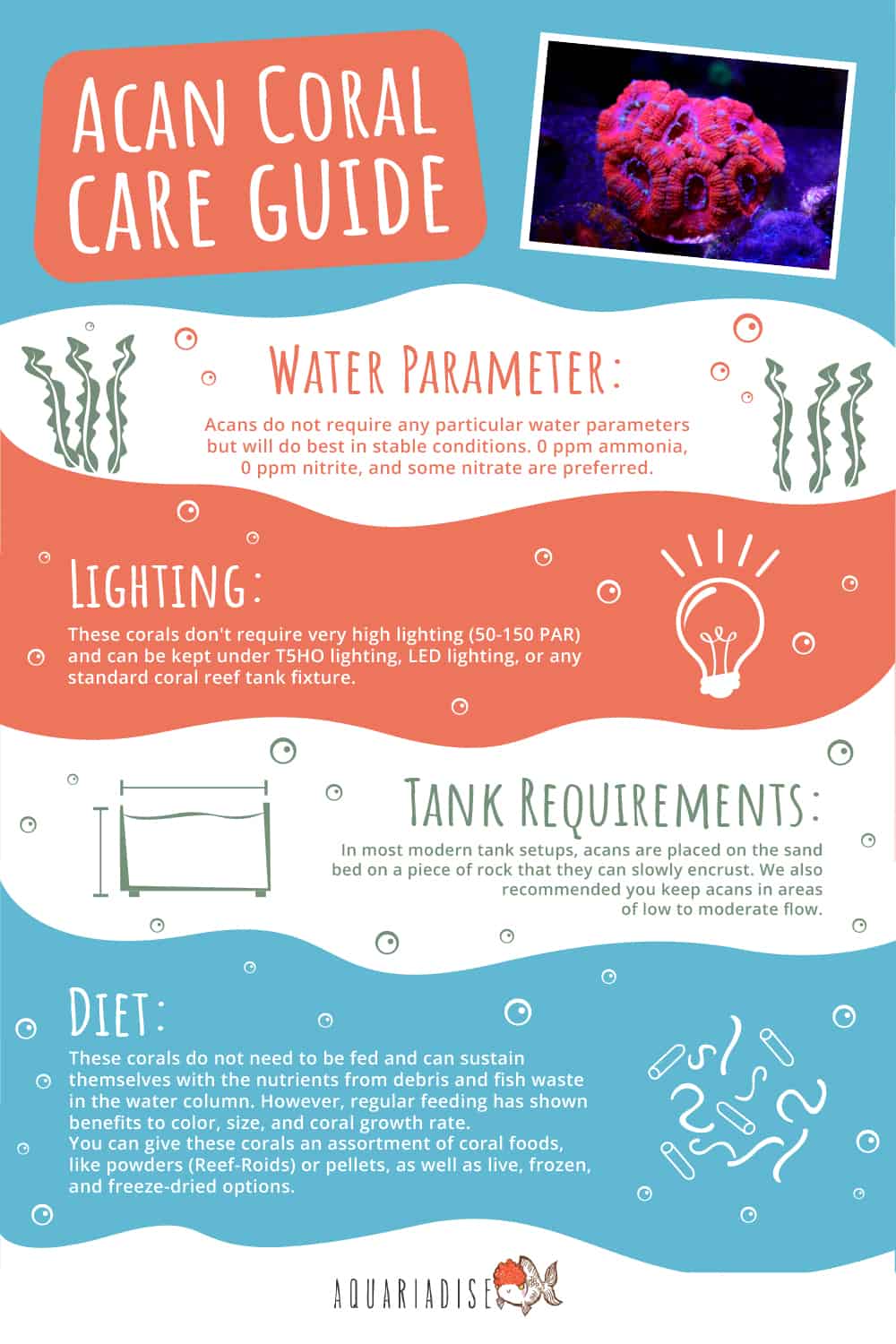 Acan Coral Care Guide 
