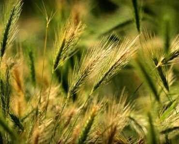Foxtail barley — a danger to your dog