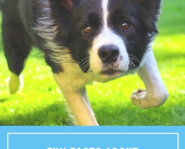 Fun Facts About Border Collies